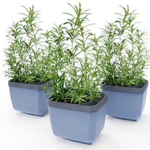 Set of 3 Self Watering Herb Planters