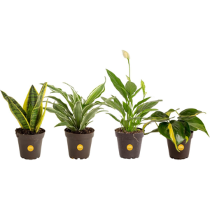 Costa Farms 4-Pack Live Indoor Houseplants