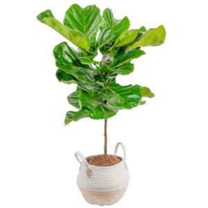 Costa Farms 9'' Fiddle Leaf Fig House Plant