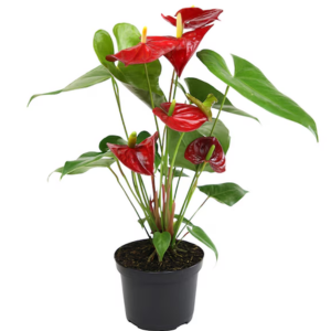 Altman Plants Red Flamingo House Plant