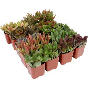 20-Pack Live Succulents Plants