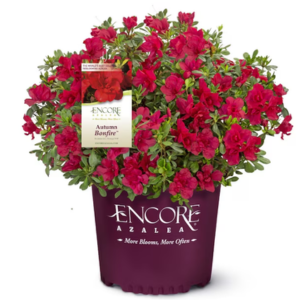 Encore Azalea 1Gal Red Flowering Shrub