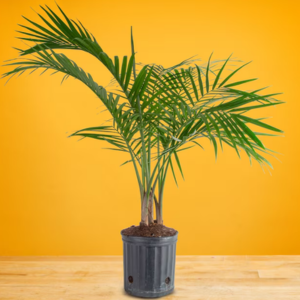 Lowe's Majesty Palm House Plant