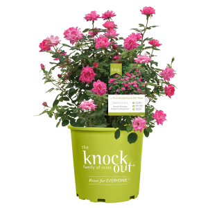 The Knock Out 1Gal Rose Live Shrub