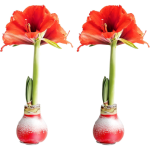 Costa Farms 2-Pack Amaryllis Live Plants in Bulb
