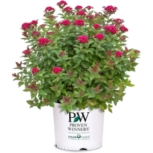 Proven Winners 2Gal Spirea Shrub