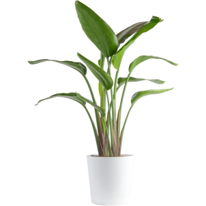 Costa Farms 3' White Bird of Paradise Live Plant