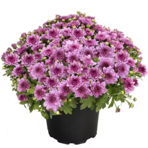 Altman Plants 8