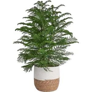 Costa Farms 4' Pine Live Christmas Tree