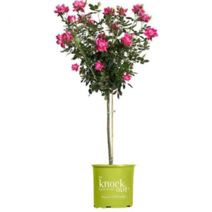 Knock Out 3 Gal Pink Rose Tree