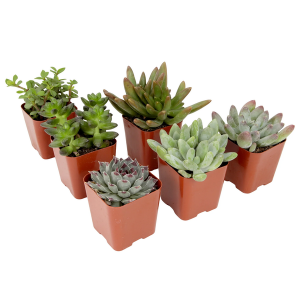 Altman Plants 6-Pack Live Succulent Plants