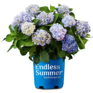 Endless Summer Live 2Gal Hydrangea Shrub