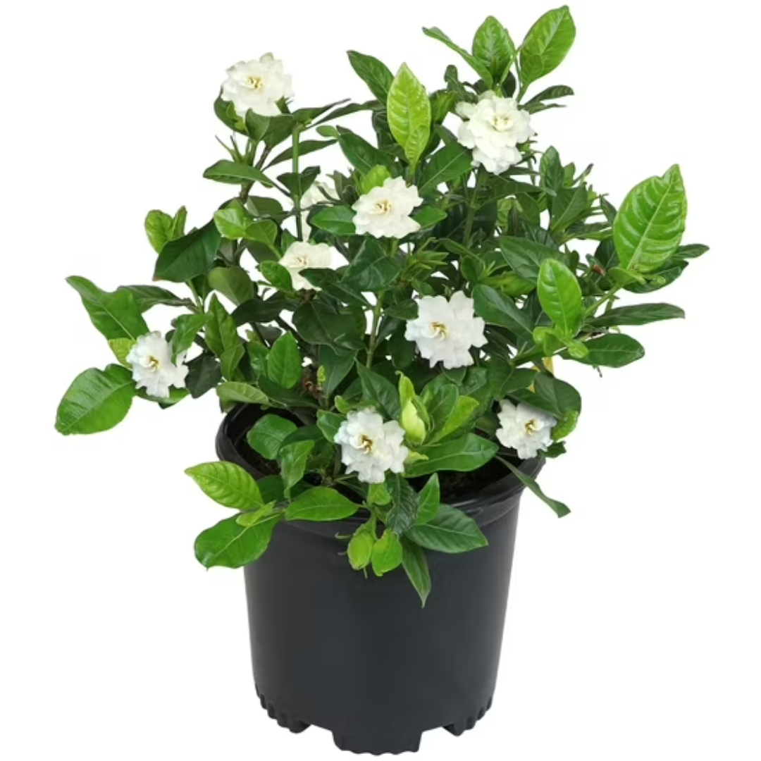 Altman Plants Gardenia Jasminoides w/ Pot