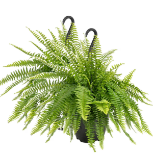 Expert Gardener 2-Pack 10