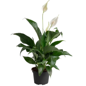 Costa Farms Spathiphyllum Peace Lily Plant